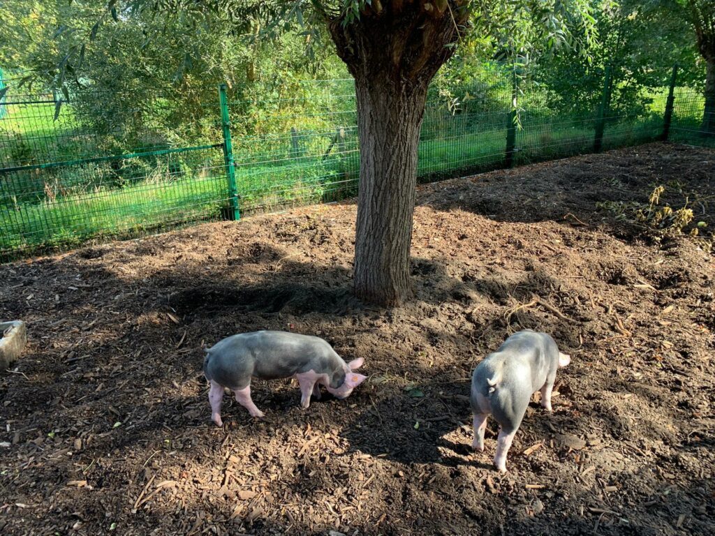 varkens uitloopweide kinderboerderij schepen openbaar domein