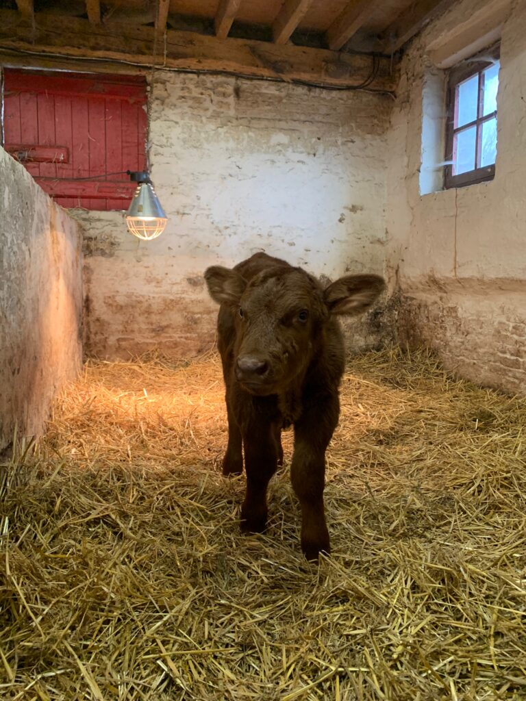 nieuw leven op de kinderboerderij kalfje kamiel