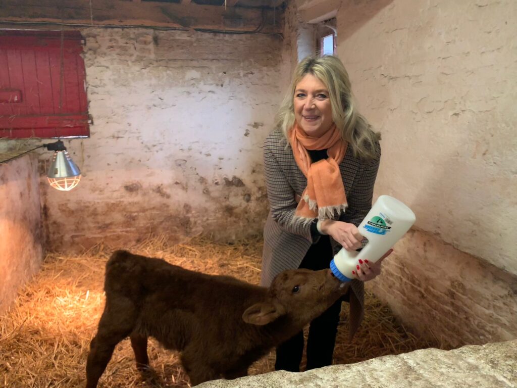 nieuw kalfje kinderboerderij de zeven torentjes openbaar domein